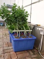 陽臺園藝 從種子到花開的一站式供應(yīng)指南